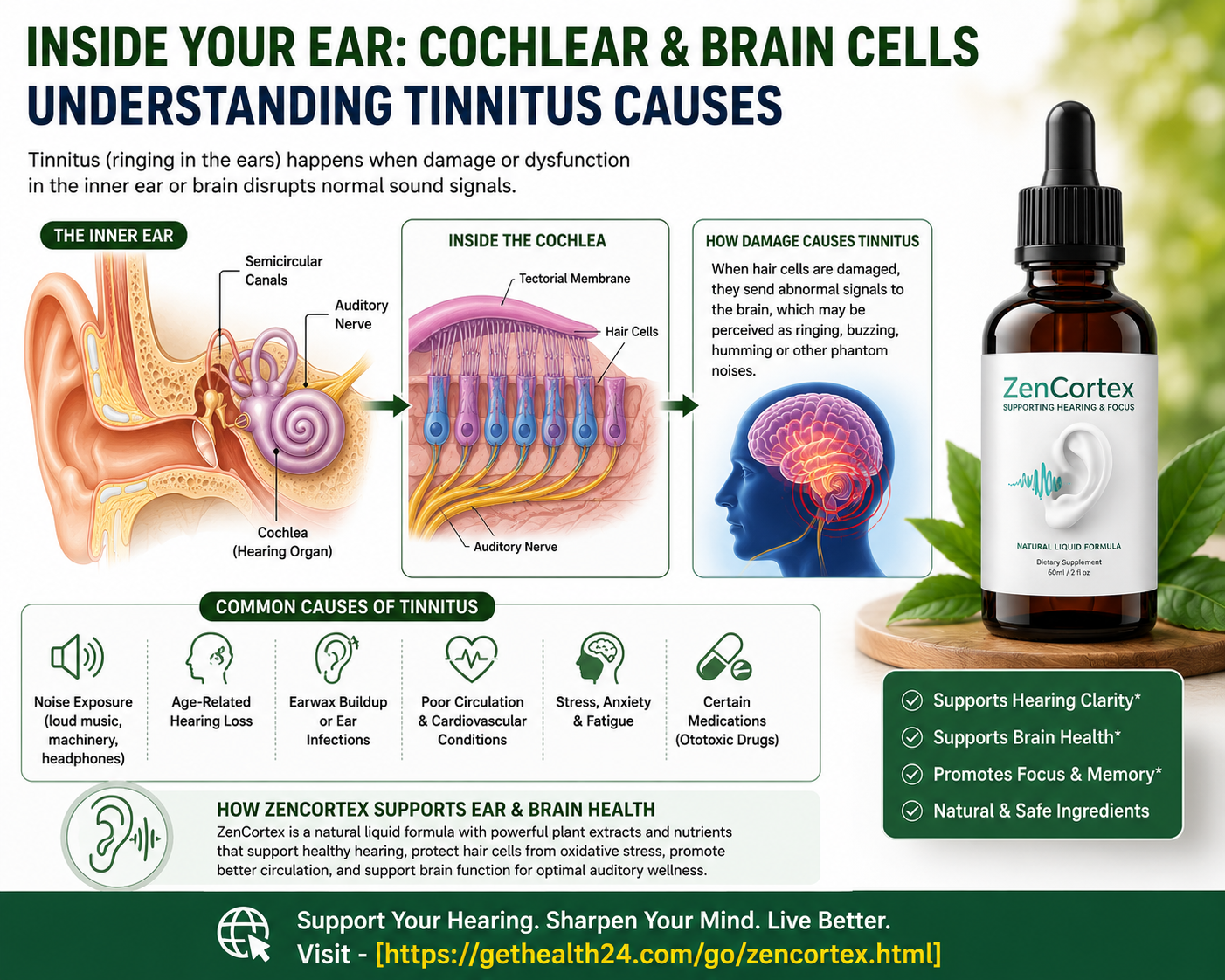 Diagram explaining tinnitus causes and how ZenCortex supports ear and brain cells